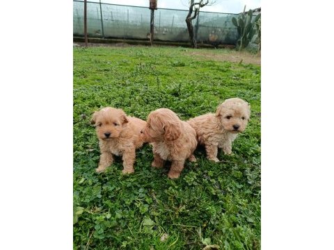 Poodle ayarında maltipoo yavrular