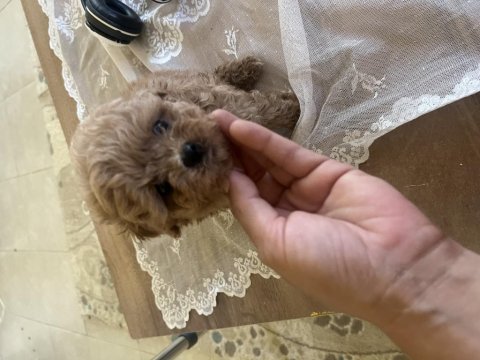 Orjinal kore maltipoo