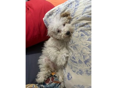 3,5 aylık maltipoo