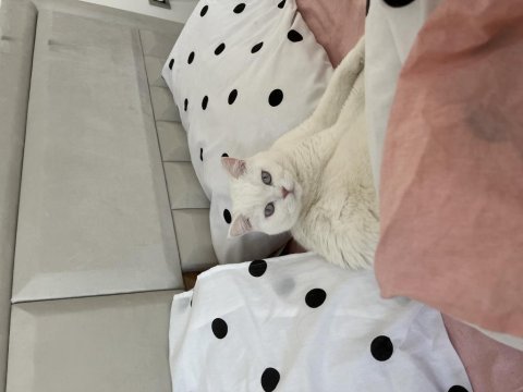 2 yaşında british shorthair ücretsiz sahiplendirilecek
