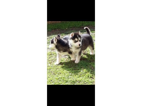 Safkan a kalite scr husky yavrular
