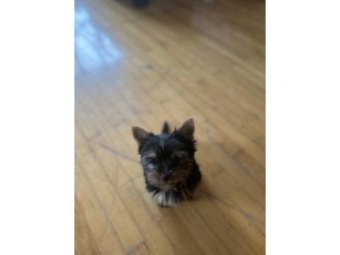 Sıfır numara orjinal yorkshire terrier yavrumuz