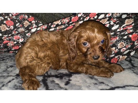 2 aylık dişi ve erkek poodle yavrularımız
