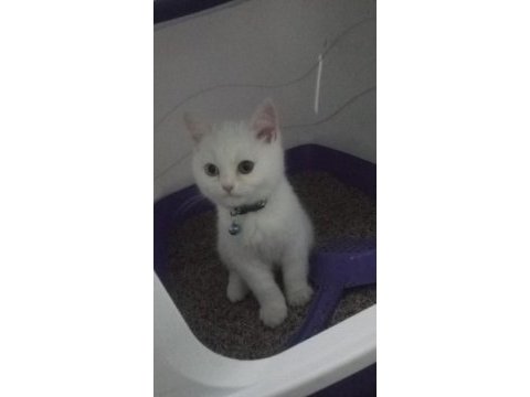 2 buçuk aylık british van kırması