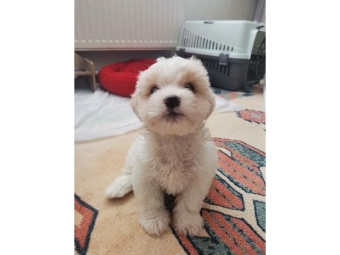 2 aylık maltipoo yavru