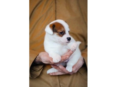 Fcı şecereli safkan erkek jack russell terrier