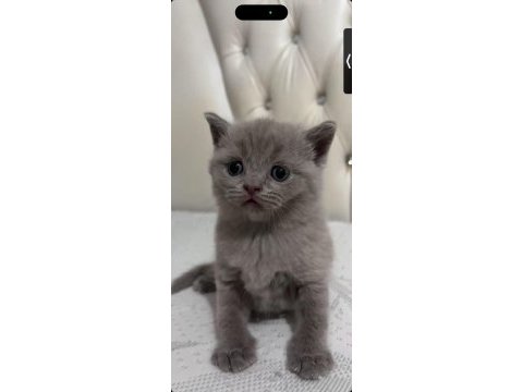 Dişi erkek anne british baba fold yavru