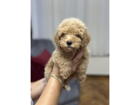 Dev poodle yavruları