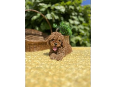 Harika güzellikte toy poodle yavrular