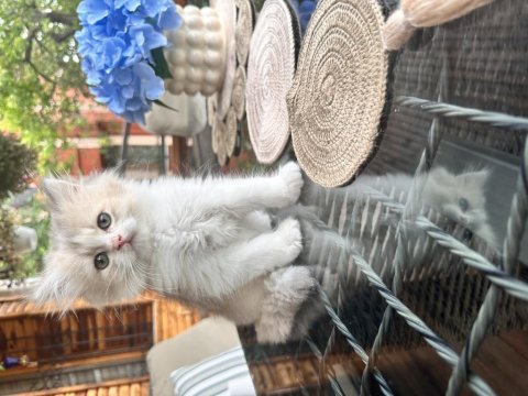 Golden bicolor kedimiz
