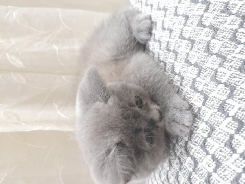 2 aylık erkek british shorthair