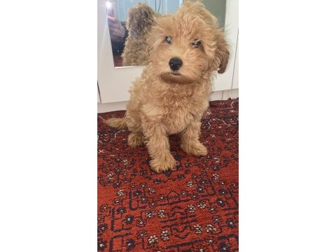 Maltipoo muhteşem renk ve tip