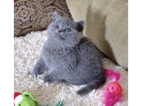 Üst düzey brıtısh shorthair yavrularım 