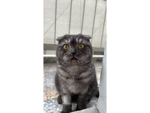 Kedimizi çiftleştirmek için erkek aday aranıyor
