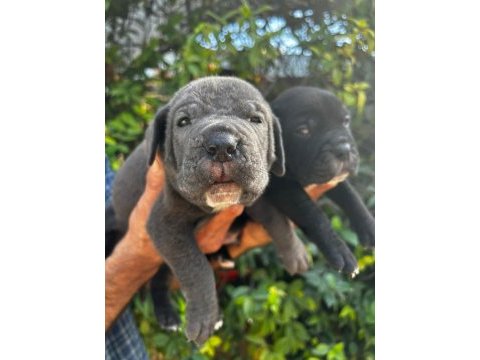 Safkan cane corso yavrular