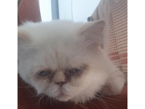 Beyaz iran kedisi gaziantep