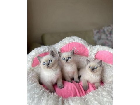 British shorthair ve blue point