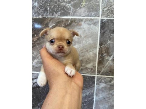 Orjinal elma kafa minyatür şivava köpekler
