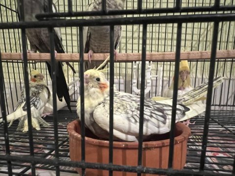 Yeme düşmüş sultan papağanı yavruları
