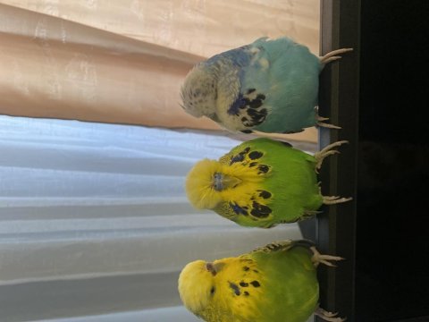 Show jumbo muhabbet kuşları