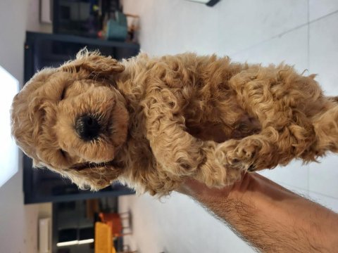 2 erkek toy poodle