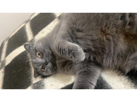 2,5 yaşında dişi british shorthair