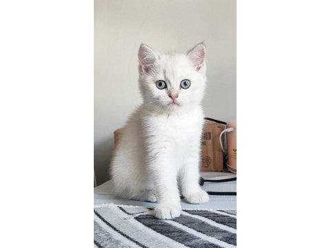 Scrli babadan safkan son dişi british shorthair bebek