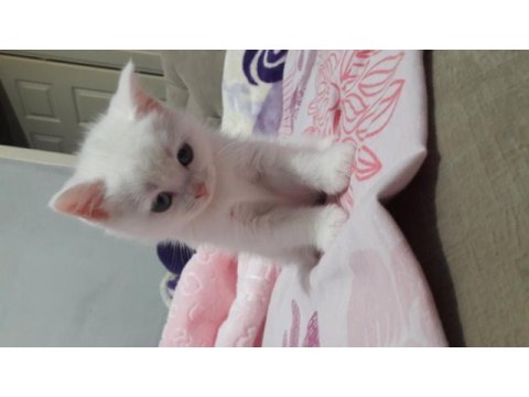 Yavru british longhair kedimiz
