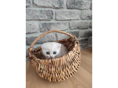 Scottish fold