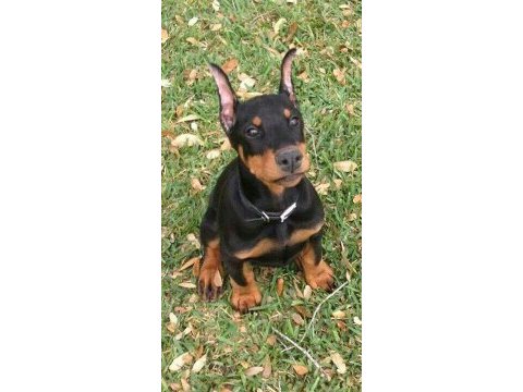 Reklama ihtiyacı olmayan doberman yavrular (estetikli)