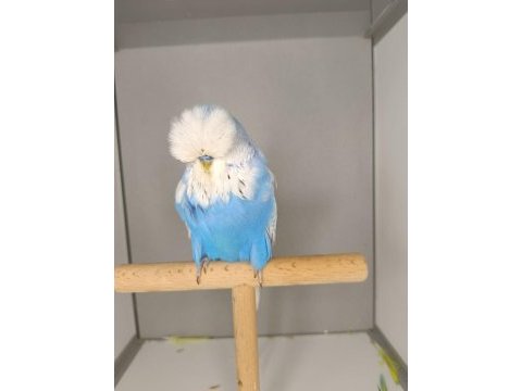 Muhabbet kuşu show jumbo