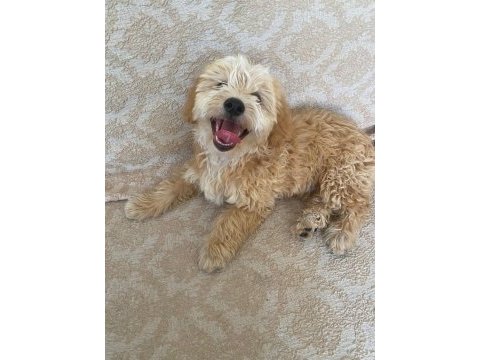 3 buçuk aylık erkek son terrier yavrumuz kıvırcık tüylü