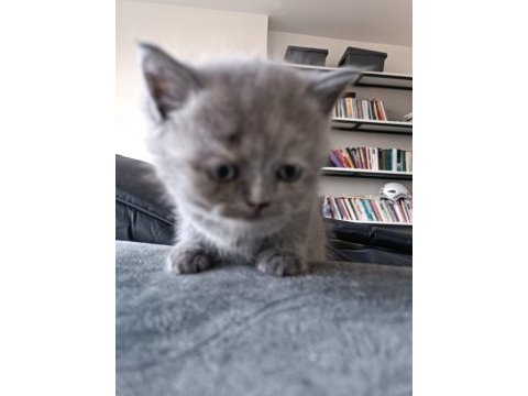 Yavrularımız scottish fold