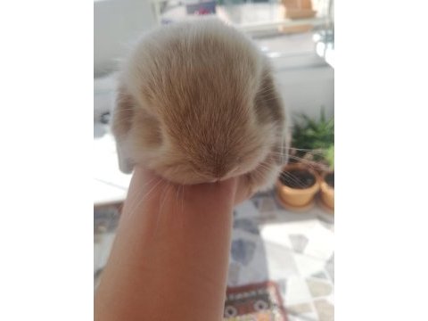 Minilop orijinal ırk