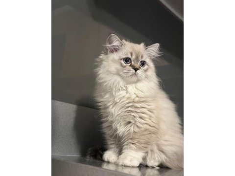 Güzeller güzeli british longhair kızımız ailesini arıyor