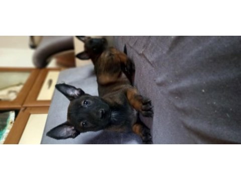 Bursadan malinois yavrularımız