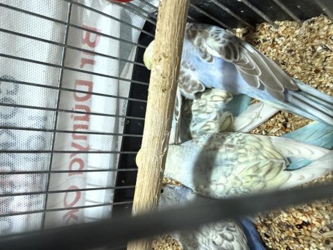 2000 kaliteli mutasyon bebek bilezikli muhabbet kuşu