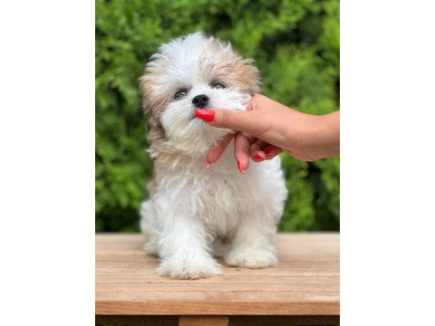 Türkiyenin en güzel morkie yavruları