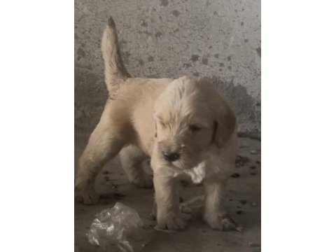 Erkek golden retriever a kalite
