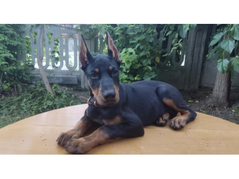 Safkan doberman yavrular