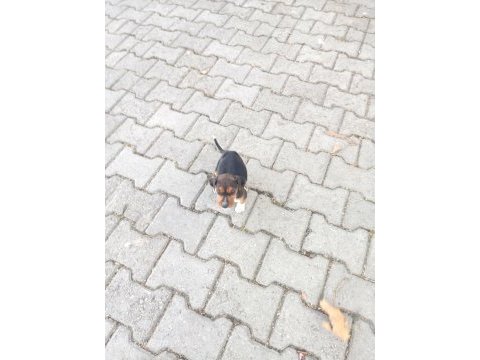 Av köpeği yavru