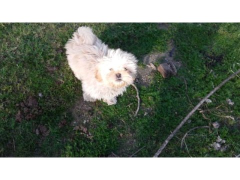 4 aylık shih tzu yavrular