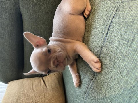 Blue erkek french bulldog yavru