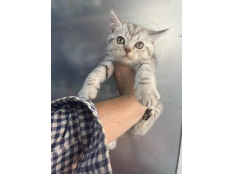 Erkek british shorthair