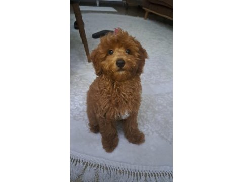 5 aylık maltipoo