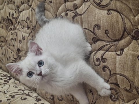 6 günlük british shorthair