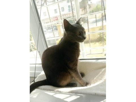 Russian blue cins kedim