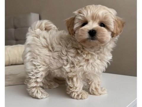 Teacup maltipoo yavrular