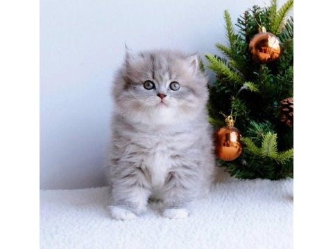 Blue pofuduk british longhair yavru