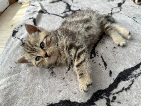 Sahiplenmeye hazır sevimli british shorthair bebekler
